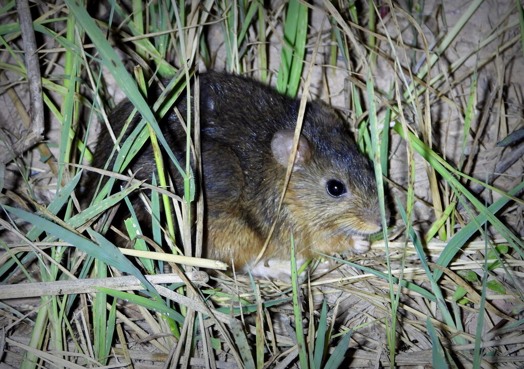 Amazonian Marsh Rat