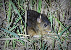 Amazonian Marsh Rat photo 1
