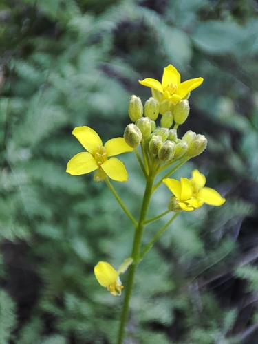 Descurainia millefolia (Descurainia millefolia)