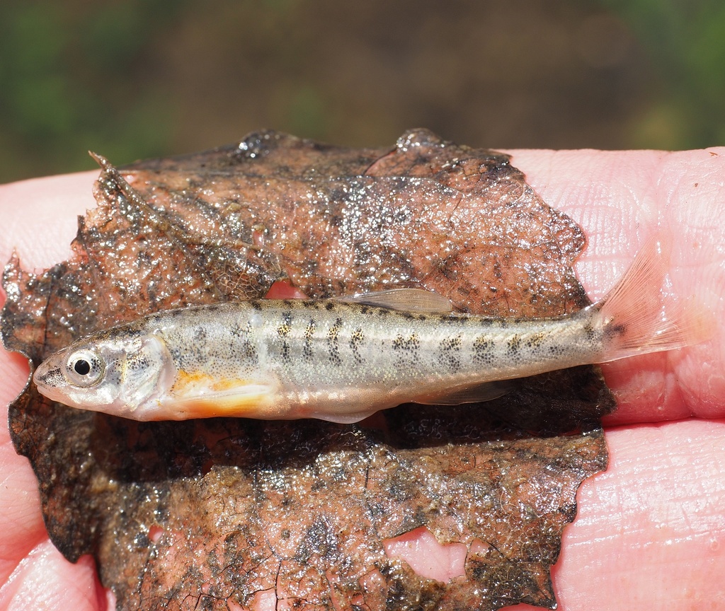 Karst Minnow