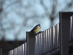 Cyanistes caeruleus