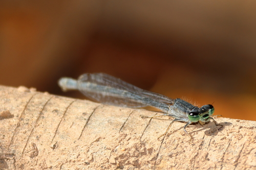 Mexican Forktail