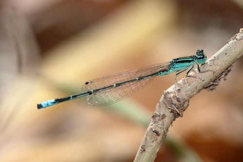 Mexican Forktail photo 4