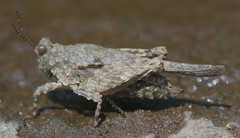 Paratettix cucullatus