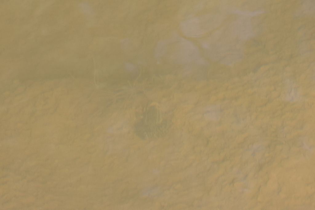 Lowland Leopard Frog