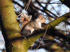 Sciurus carolinensis