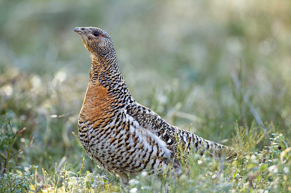 Western Capercaillie