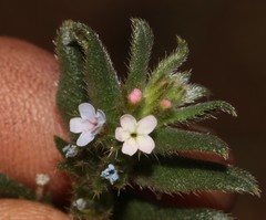 Lobostemon capitatus