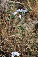 Leptosiphon grandiflorus