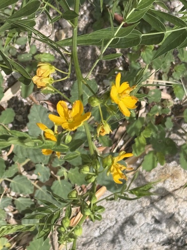 hairy senna (Senna hirsuta)