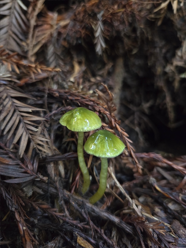 Gliophorus psittacinus · December 2025 · photo: © mandymushii (iNaturalist, cc-by)