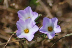 Leptosiphon grandiflorus