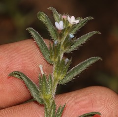 Lobostemon capitatus