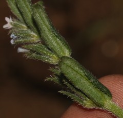 Lobostemon capitatus