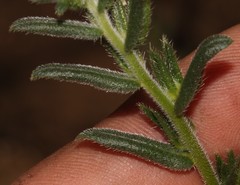 Lobostemon capitatus