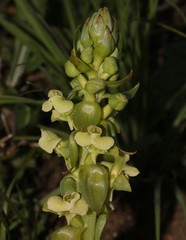 Pterygodium volucris