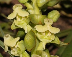 Pterygodium volucris