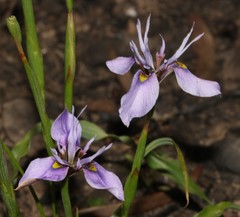 Moraea fergusoniae