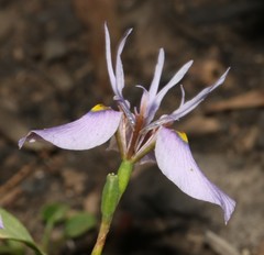 Moraea fergusoniae
