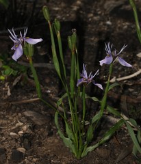 Moraea fergusoniae