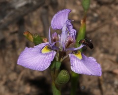 Moraea fergusoniae