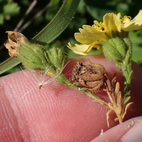 San Diego Tarweed (Deinandra paniculata)