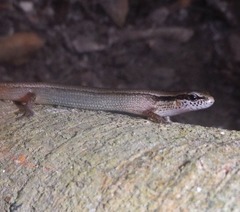 Scincella gemmingeri