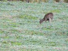Odocoileus virginianus ustus