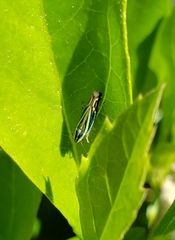 Sibovia sagata
