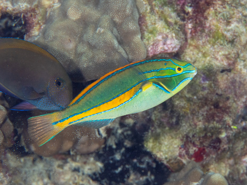 Belted Wrasse
