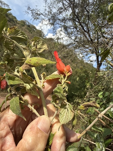 Salvia sessei, photograph 2