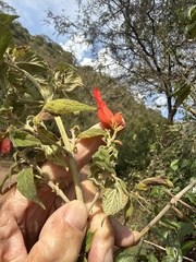 Salvia sessei, photograph author not stated, no rights reserved