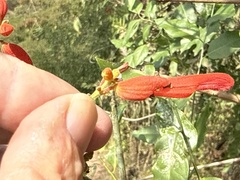 Salvia sessei, photograph author not stated, no rights reserved