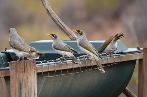 Black-eared Miner (Manorina melanotis)