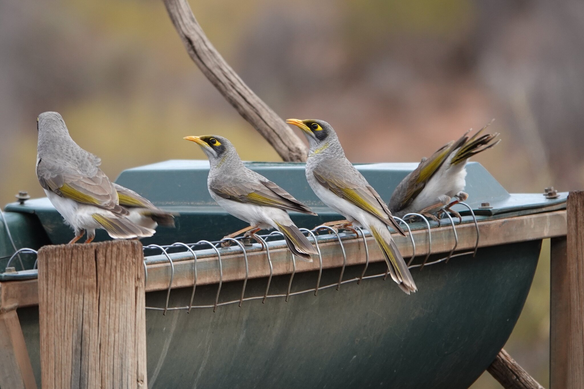 Black-eared Miner (Manorina melanotis), photo 1