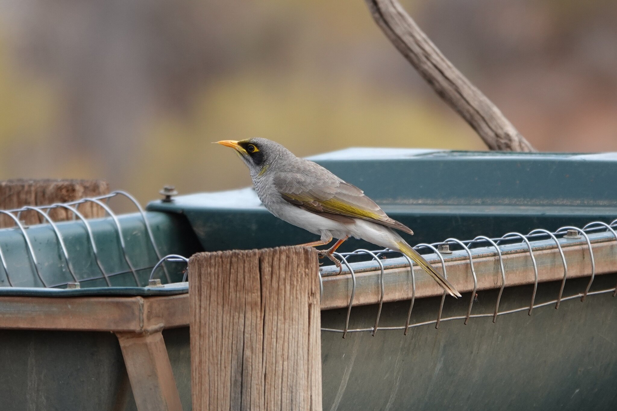 Black-eared Miner (Manorina melanotis), photo 6