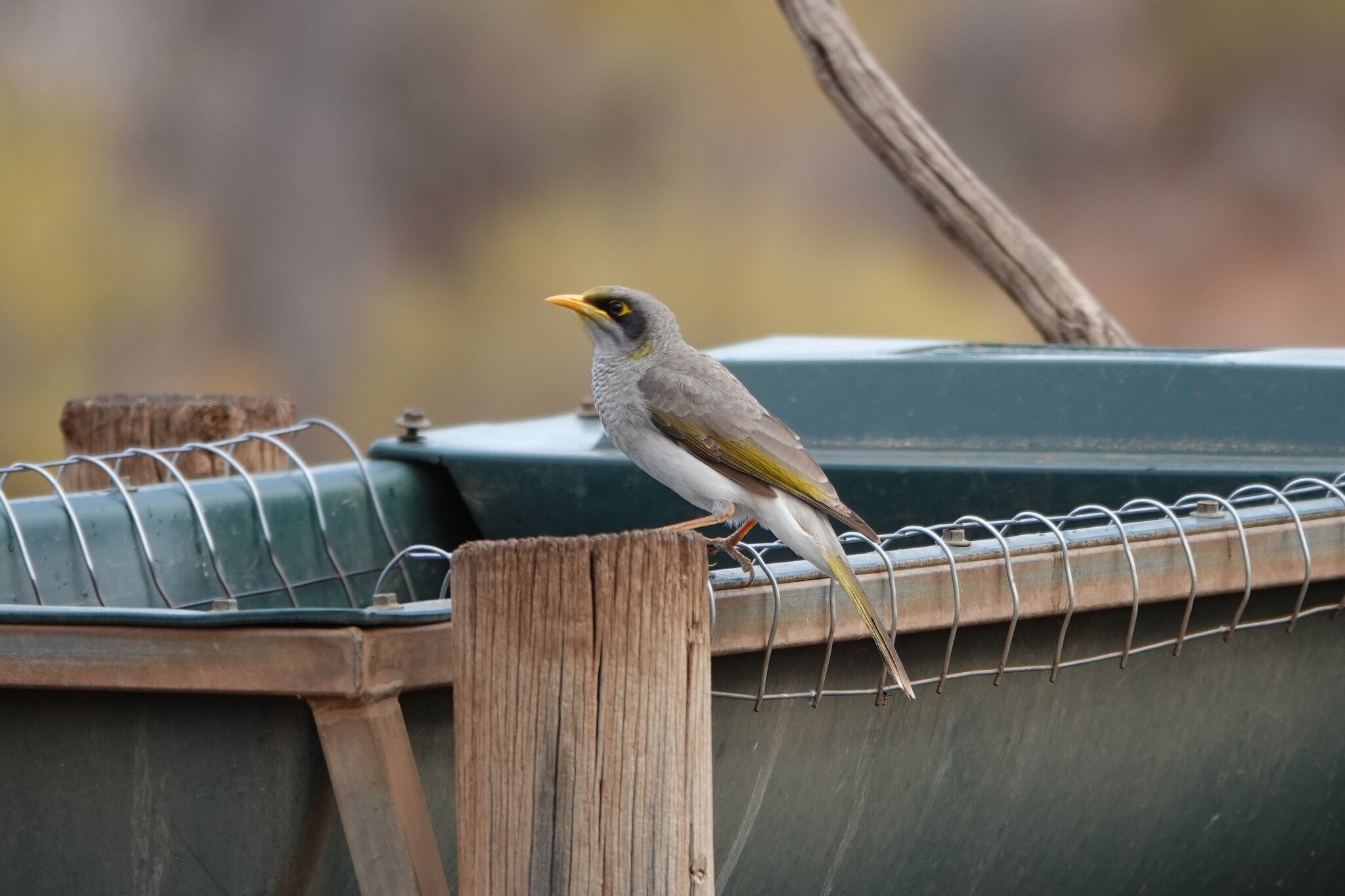 Black-eared Miner (Manorina melanotis), photo 7