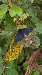 Altinote ozomene nox