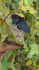 Altinote ozomene nox