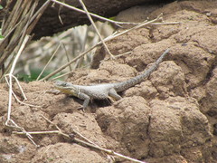 Sceloporus dugesii