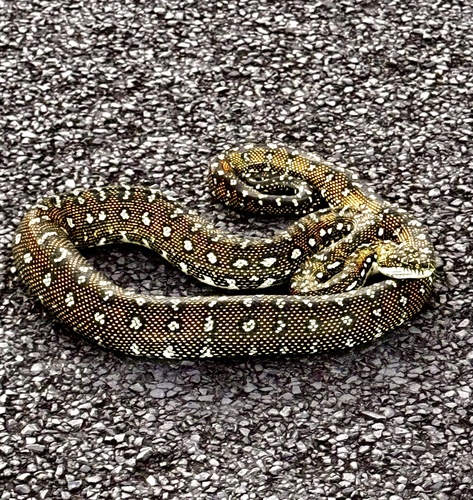 Diamond Python sighting