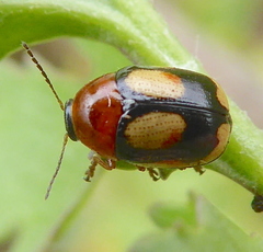 Cryptocephalus viridiceps