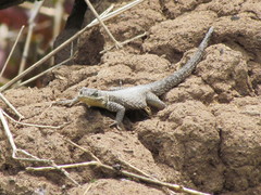 Sceloporus dugesii
