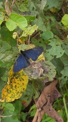 Altinote ozomene nox