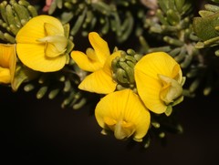 Aspalathus pallescens