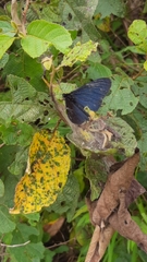 Altinote ozomene nox