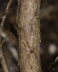 Aspalathus pallescens