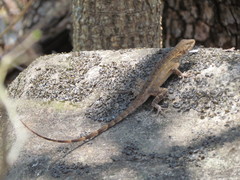Sceloporus utiformis