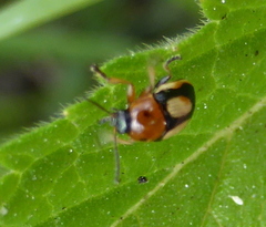 Cryptocephalus viridiceps
