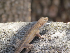 Sceloporus utiformis